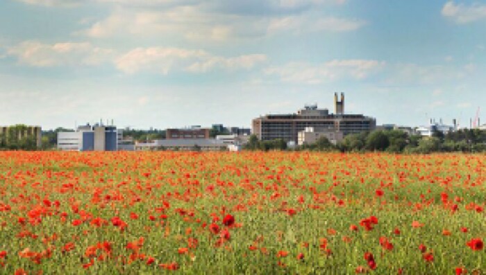 Universidad de Cambridge