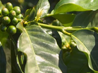 Las bayas de la planta del café