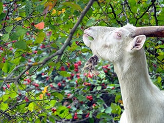 El café fue descubierto por las cabras