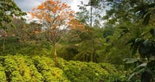 Las plantas de café se cultivan en las zonas tropicales o subtropicales del mundo.