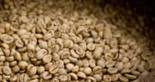 Las semillas de las bayas de café rojas se extraen y se secan