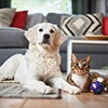 Alergia a mascotas