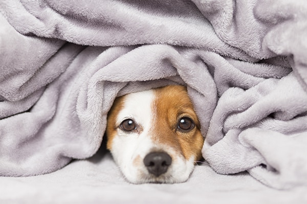 Cómo limpiar pelos de gato y perro