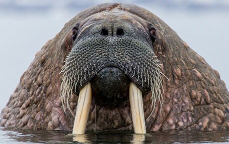 Bigote de morsa