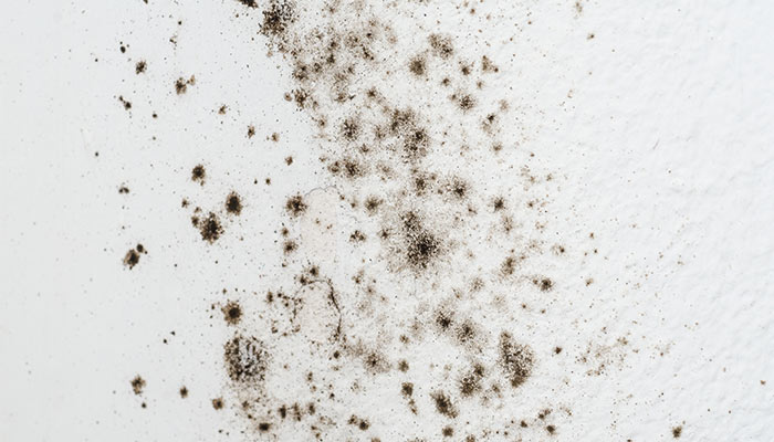 Alérgenos en el hogar