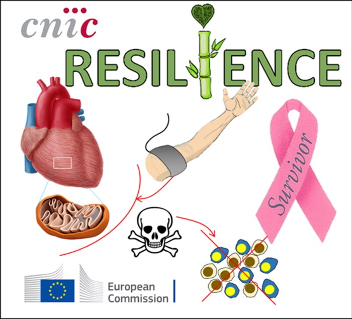 CNIC coordina RESILIENCE, un proyecto diseñado para reducir la insuficiencia cardíaca en pacientes con cáncer