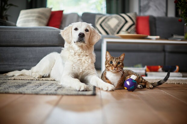 philips allergies week 